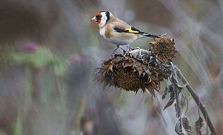 Schöner Anblick: Ein Stieglitz sitzt auf einer vertrockneten Sonnenblume. Die Samen gehören zum Speiseplan des Vogels, der im Jahr zwei Bruten aufziehen kann. - Thomas Warnack