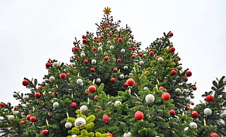 Der frühe Weihnachtsbaum liegt im Trend. - Patrick Pleul/dpa