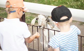 Wer Lust auf einen Besuch im Tierpark hat, hat in OWL einige Ziele zur Auswahl. - Symbolbild: Pexels