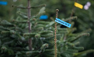 Beliebtester Weihnachtsbaum: Rund 85 Prozent der Käuferinnen und Käufer entscheiden sich für die Nordmanntanne. - Julian Stratenschulte/dpa