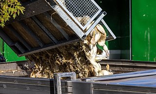 Wegen der Geflügelpest müssen in Deutschland derzeit viele Tausend Hühner, Gänse, Enten und Puten gekeult werden. - Frank Hammerschmidt/dpa