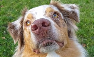 Mehrfach sind in den vergangenen zwei Wochen für Hunde gefährliche Köder gefunden worden. (Symbolbild) - Pixabay/AStoKo