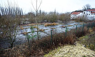 Zwischen den dicken Zementplatten auf der Industriebrache wachsen seit Jahrzehnten Wildkräuter und junge Bäume in die Höhe. - Barbara Franke