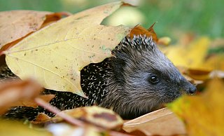 Schutz und Wärme: Igel nutzen Laubhaufen gern als Versteck. - Patrick Pleul/dpa/dpa-tmn