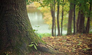 Immer mehr Menschen wünschen sich eine Beisetzung im Ruhewald. - Symbolbild: Pixabay
