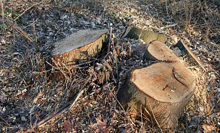 Kahlschlag im Dezember 2016 zwischen dem Schulzentrum Burg und der Ems, dotr wo die Trasse für den Südringschluss geplant wird. - Marion Pokorra-Brockschmidt