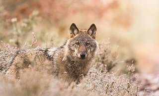 Ein Wolf im herbstlichen Wald: Sichtungen im Holter Wald könnten auch freilaufende Hunde sein, doch die Debatte um den Schutzstatus des Wolfes bleibt aktuell. - Heiko Anders / NABU