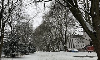 Entlang der Platanen an der Ravensberger Straße – hier frisch von Schnee bedeckt – soll in Zukunft die Lutter offen plätschern können. - Silke Kröger