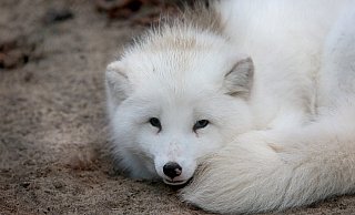 Der Polarfuchs vom Tierpark in Herford hat im Winter ein weißes Fell. Bei seinem Transport in den Stadtzoo hatte das männliche Tier scheinbar Verdauungsprobleme, wie aus einer Folge des neuen Podcasts "Tierisch Wild" hervorgeht. - Frank-Michael Kiel-Steinkamp (Archivfoto)