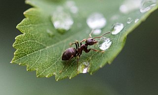 Ameisen sind zwar in der Wohnung lästig, im Garten sind sie aber durchaus nützlich. - Silas Stein/dpa/dpa-tmn