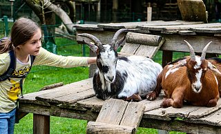 Bei der großen NW-Reporter-Rallye am 6. September im Tierpark Herford müssen Kinder und Jugendliche genau zu den Vierbeinern recherchieren – und können mit etwas Glück einen Tag als Tierpfleger gewinnen. - Daniel Salmon