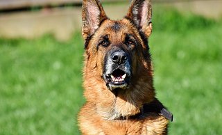 Ein Schäferhund könnte das Jungtier angegriffen haben. (Symbolbild) - Pixabay