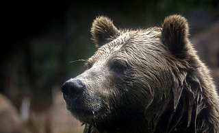 In British Columbia in Kanada gab es Verletzte beim Angriff eines Grizzlybärs auf eine Schulklasse. (Symbolbild) - Brontë Wittpenn/San Francisco Chronicle via AP/dpa