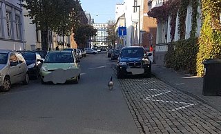 Vorsicht, Falschfahrer in Bielefeld unterwegs. - Frauke Huhn
