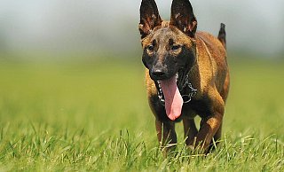 Um eine Gefährdung der Allgemeinheit durch den freilaufenden Malinois auszuschließen, wurde das Tier erschossen. - Symbolbild: Pexels
