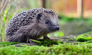 Igel werden von Mährobotern schnell übersehen. Bereits kleine Hautverletzungen können für die Tiere lebensbedrohlich sein. In Paderborn wird daher ein Nachtmähverbot gefordert. - Patrick Pleul/dpa/dpa-tmn