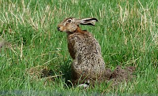 Wer mit offenen Augen durch die Natur geht, kann sie wieder vermehrt beobachten: die Feldhasen. - Biologische Station Gütersloh/Bielefeld
