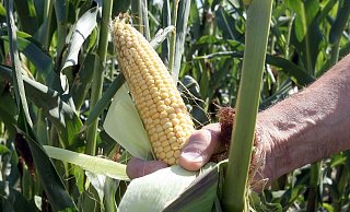 Auch in OWL muss sich die Landwirtschaft, getrieben durch den Klimawandel, entwickeln. - dpa