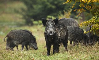 Eine Wildschwein-Rotte im Wald. - picture alliance / imageBROKER