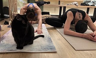 Katze Marie ist sonst sehr schüchtern, zum Yogakurs traut sie sich mit auf die Matte. - Zoé Zacharias