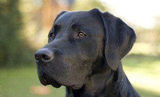 Der Schwarze Labrador Joe (4) wurde von den englischen Foxhounds schwer verletzt. - Privat