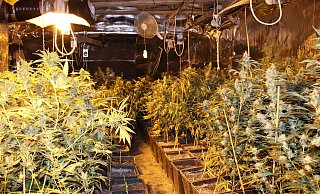 Bei der Razzia in Sommersell stießen die Beamten auf diese Drogenplantage. - Polizei Höxter/NW Archiv