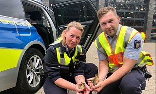 Zwei der Küken haben die Beamten der Autobahnpolizei noch in ihren Händen. Mit ihren neun Geschwistern kamen die Ausflügler von der A33 ins Tierheim. - Polizei