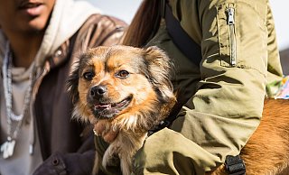Auch Hunde können an Demenz erkranken – doch mit den richtigen Methoden können Halter vorbeugen. - Christin Klose/dpa-tmn