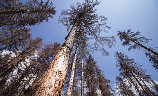 Durch die anhaltende Trockenheit ist es im Kreis Minen-Lübbecke schon vermehr zu Astschlägen gekommen. - Angelina Kuhlmann