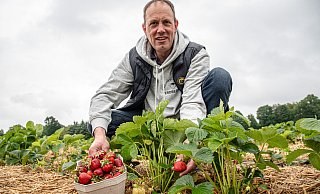 Erdbeerbauer Bernd Henrichsmeier muss in diesem Jahr mit einer Beregnungsanlage künstlich nachhelfen. - Felix Brenneke Erdbeerbauer Bernd Henrichsmeier muss in diesem Jahr mit einer Beregnungsanlage künstlich nachhelfen. - Felix Brenneke