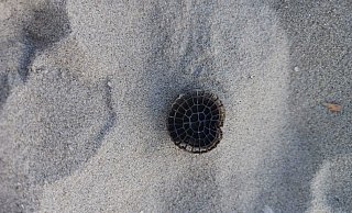 Am Strand von Borkum hat ein Spaziergänger Plastikchips einer Kläranlage aus dem Kreis Gütersloh gefunden. - Privat