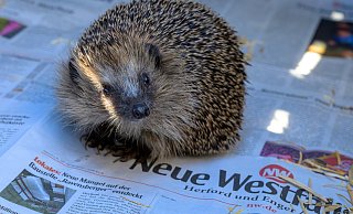 Der junge Igel, mit dem Kinder Fußball gespielt haben, ist auf dem Weg der Besserung. Tanja und Mark Groundwater haben das Tier aufgepäppelt. - All rights reserved