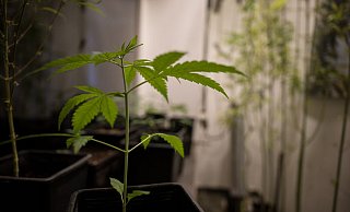 Erlaubt werden soll für Erwachsene ab 18 Jahren grundsätzlich der Besitz von bis zu 25 Gramm Cannabis zum Eigenkonsum. In der eigenen Wohnung sollen drei lebende Cannabispflanzen legal werden und bis zu 50 Gramm Cannabis zum Eigenkonsum. - Sebastian Gollnow/dpa