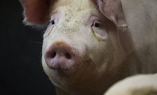 Unsichere Zeiten kommen auf die Schweine zu: Die Schweinepest könnte auch die Tiere in den heimischen Ställen erreichen. - Jörg Stuke