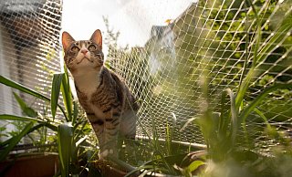 Besser mit Netz: Ein solcher Schutz verhindert, dass Katzen vom Balkon stürzen und sich schwer verletzen. - Franziska Gabbert/dpa-tmn