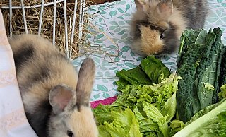 Ginny (l.) und Fred mümmeln zum Mittag Salat und Grünkohl. Seit knapp einem Monat leben sie nun schon im Tierheim Vlotho. - Tierheim Vlotho