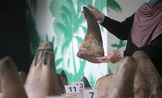 Die Hörner von Nashörnern sind heiß begehrt - vor allem in Asien. - Then Chih Wey/XinHua/dpa