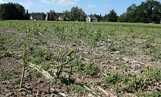 Der Mais auf einem Acker an der Straße Im Obernholz in Stedefreund wurde weit vor der Ernte abgemäht. - Frank-Michael Kiel-Steinkamp