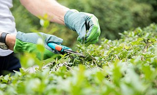 Während der Brutzeit darf die Hecke nur geschnitten werden, wenn es unbedingt nötig ist. Auf eine elektrische Heckenschere verzichtet man den Vögeln zuliebe komplett. - Christin Klose/dpa-tmn