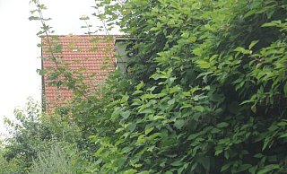 Ob der Starenkasten an der Engerstraße wohl noch einsatzbereit ist? - Anja Hanneforth