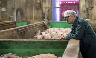 "Nicht jeder Verbraucher möchte sich das ansehen": Jörg Altemeier schaut sich die Schlachtung an allen Tönnies-Schlachtstandorten von Berufs wegen täglich an. - Tönnies