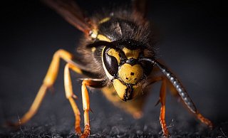 Plötzlich löste ein Insekt - wie hier diese Wespe - bei der Fahrschülerin eine unkontrollierte Reaktion am Steuer des Golfs aus. - Symbolfoto: Pixabay / Creative Commons