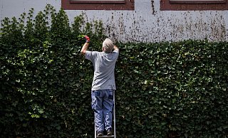 Naturschutz geht vor: Während der Brutzeit dürfen Hecken nicht radikal gestutzt werden. - Andreas Arnold/dpa