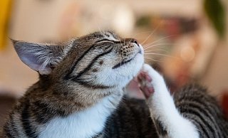 Flohzirkus: Ob eine Katze befallen ist, kann man durch Kämmen herausfinden. - Franziska Gabbert/dpa-tmn