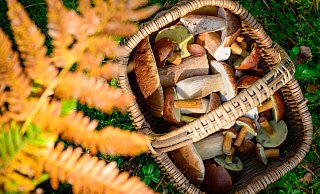 Pilze kann man auch ganz einfach selbst züchten. Das beste Beispiel: Der Champignon. Er wid schon seit über 300 Jahren gewerblich angebaut. - Patrick Pleul/dpa