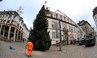 Austellen vom Weihnachtsbaum Alter Markt - Wolfgang Rudolf