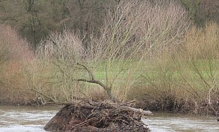 Beim ersten Hochwasser nach der Neugestaltung der Werre sucht sich der Fluss seinen Weg. - Ulf Hanke