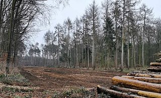 Ordentlich aufgeräumt hat ein Harvester in den vergangenen Wochen den A2-Forst. - Verein "Mit Natur wohnen"