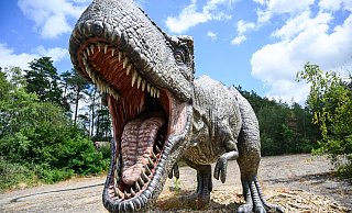 Ein Modell eines Raubsauriers Tyrannosaurus Rex steht im Dinopark Münchehagen. - dpa