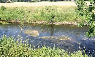 Sauerstoffmangel: In der Ems sterben Ende Juni tausende Fische - bislang weiß keiner, wie der Mangel erzeugt wurde. - Jemima Wittig